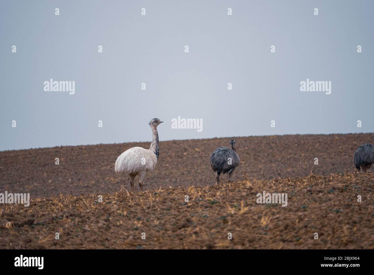 Ein weißer Nandu steht mit anderen Nandus auf einem Feld auf der Suche nach Nahrung Stockfoto