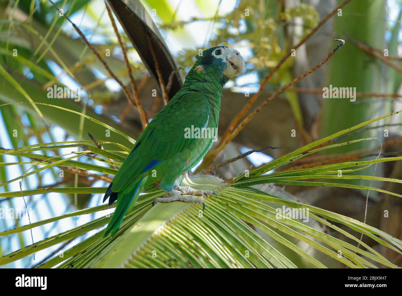 Der Hispaniolan amazonas oder Hispaniolan Papagei ist eine Art von Papagei auf Hispaniola gefunden. Stockfoto