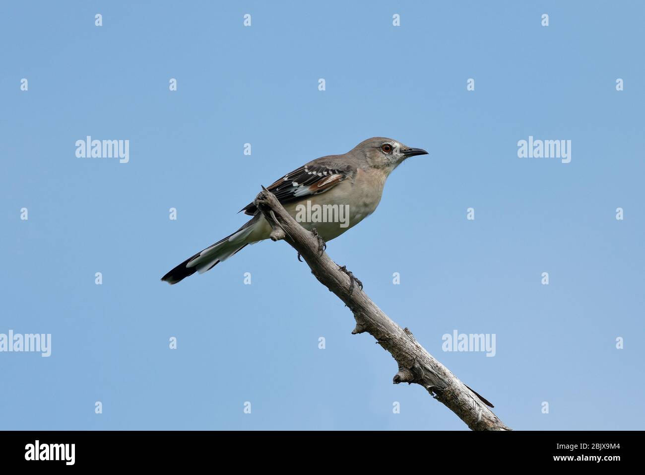 Der nördliche Spötelvogel ist der einzige Spötelvogel, der in Nordamerika häufig gefunden wird. Stockfoto