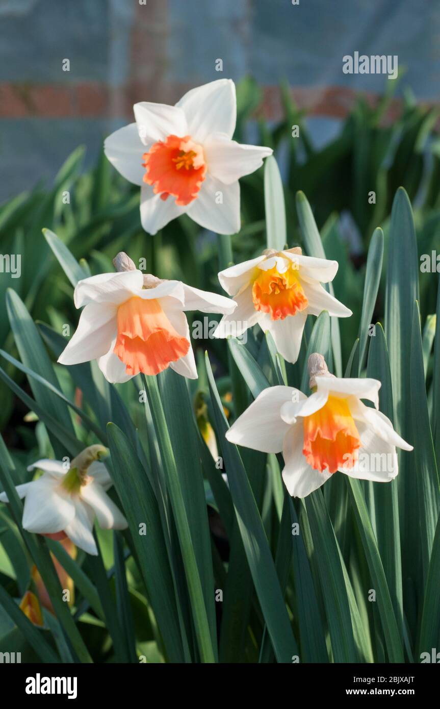 Gruppe von Narcissus Rosa Charme in Blüte im Frühjahr. Pink Charm ist ein weißer & lachsrosa Division 2 große kuppelige voll winterhart Frühjahr blühenden Narzissen Stockfoto