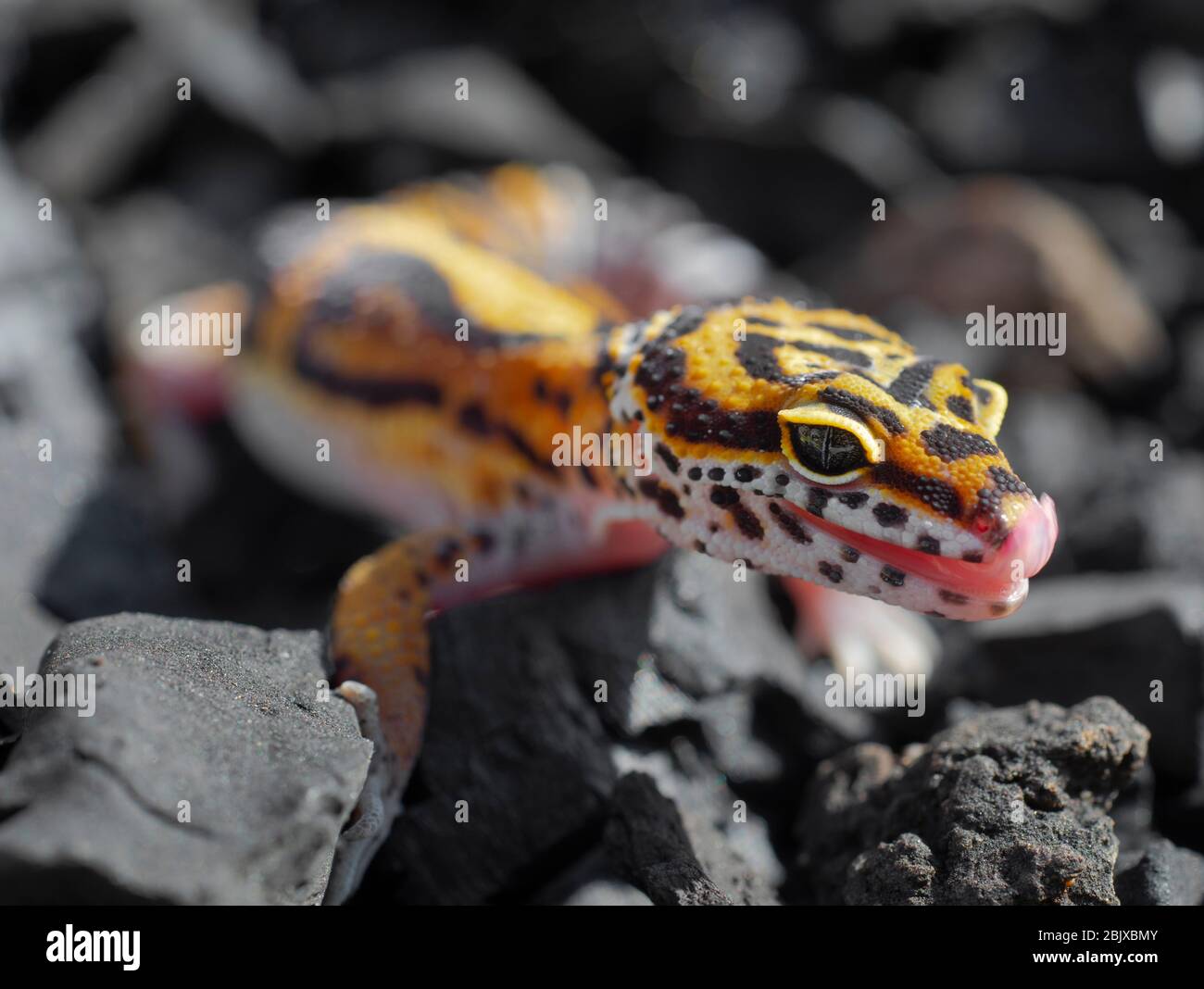 leopard Gecko in einem Kaktus im Garten Stockfoto