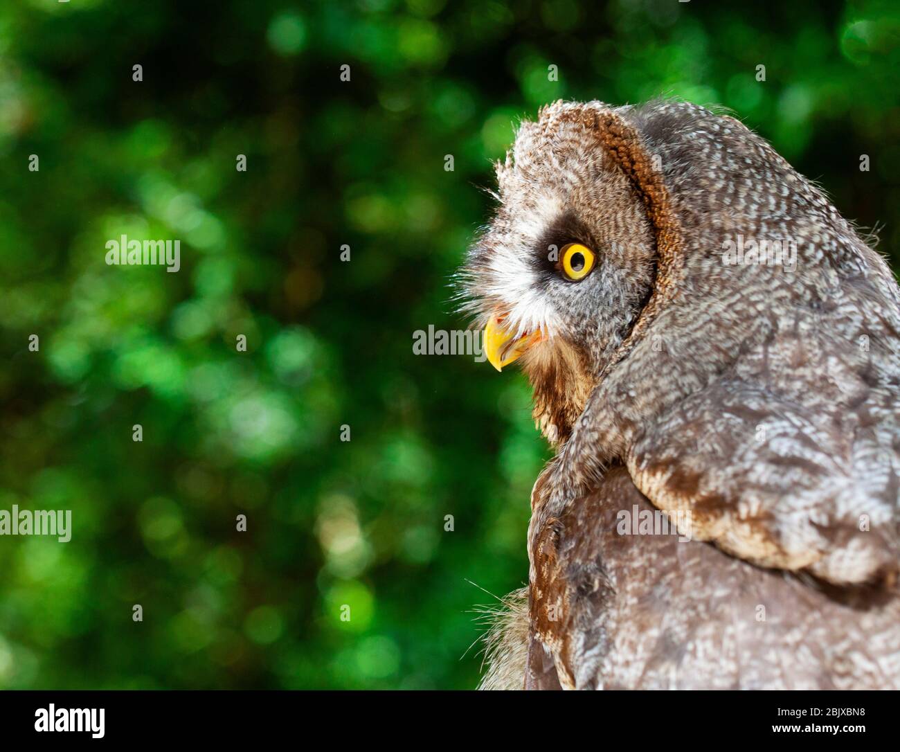 Kurze Ohrkauz im Wald Stockfoto