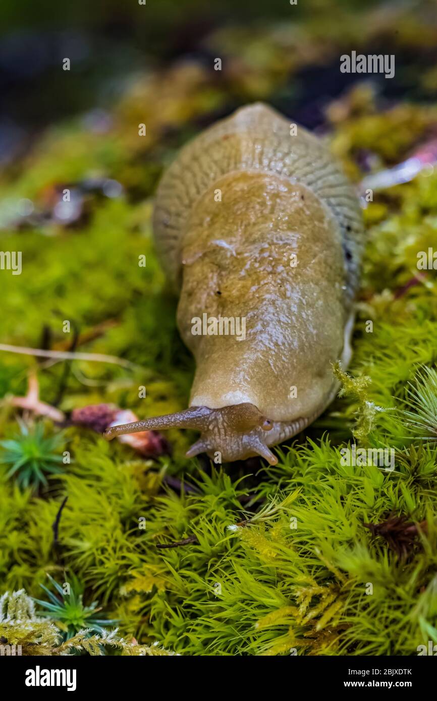 Pacific Banana Slug, Ariolimax columbianus, Fütterung auf dem Waldboden im Deception Pass State Park, Fidalgo Island, Washington State, USA Stockfoto