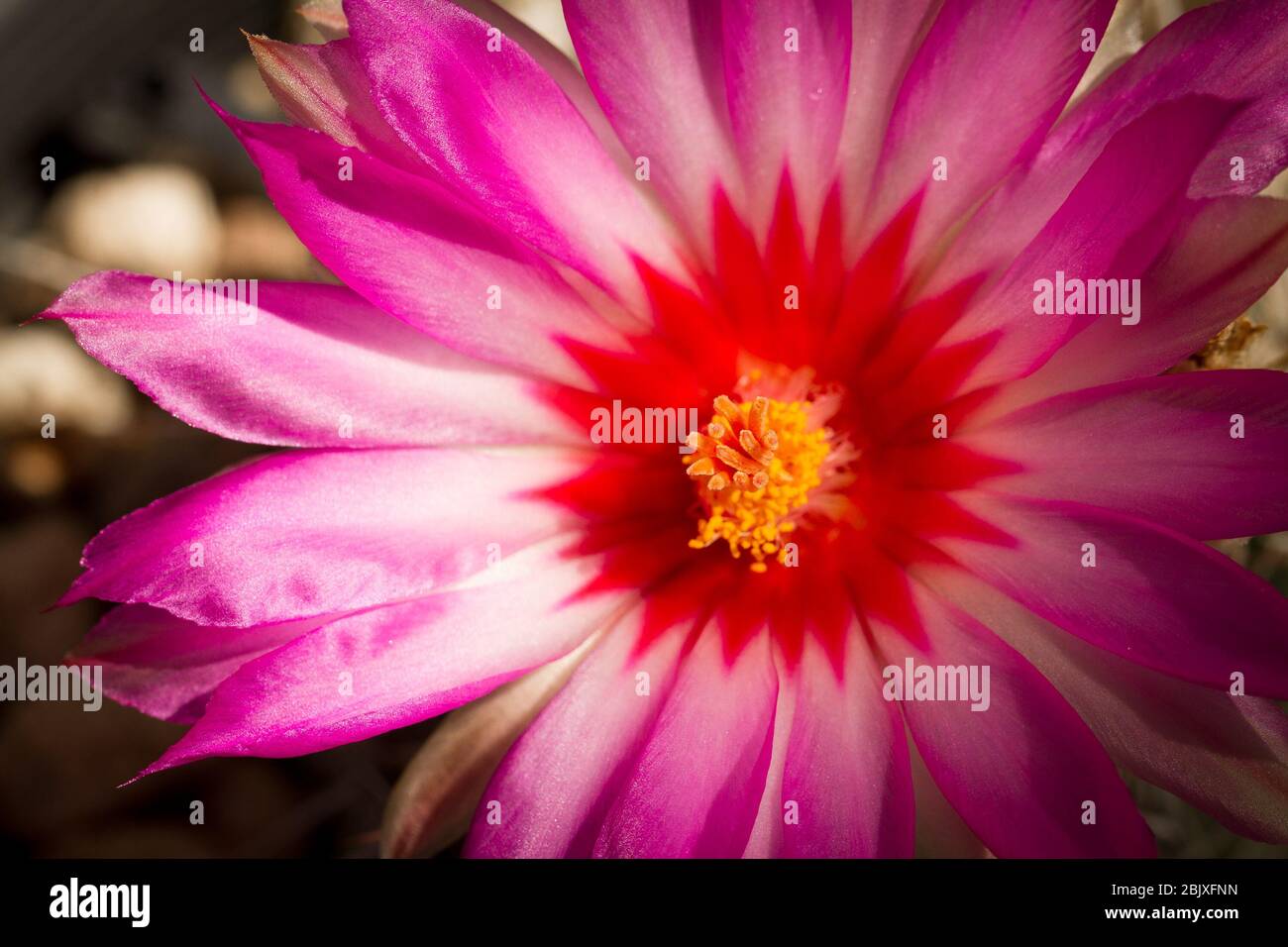 Ein isoliertes Bild einer rosa-weißen Blume mit einem roten Zentrum und gelben Staubgefäßen. Stockfoto