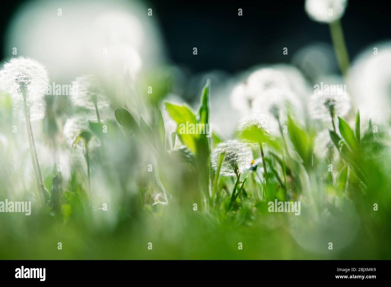 Nahaufnahme des Gartens mit verschwommenem und fokussierten Löwenzahn und Gräsern, die durch die Sonne im Hintergrund aufgehellt werden Stockfoto