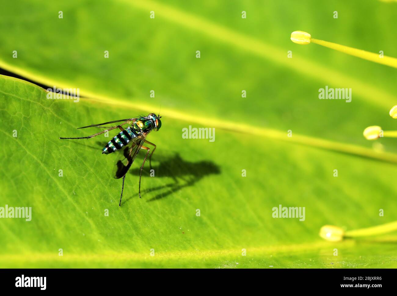 Natur im Makro: Eine sehr kleine Regenbogenfliege glänzt und leuchtet in der hellen Morgensonne, draußen auf einem Blatt, in engem Makro geschossen. Stockfoto