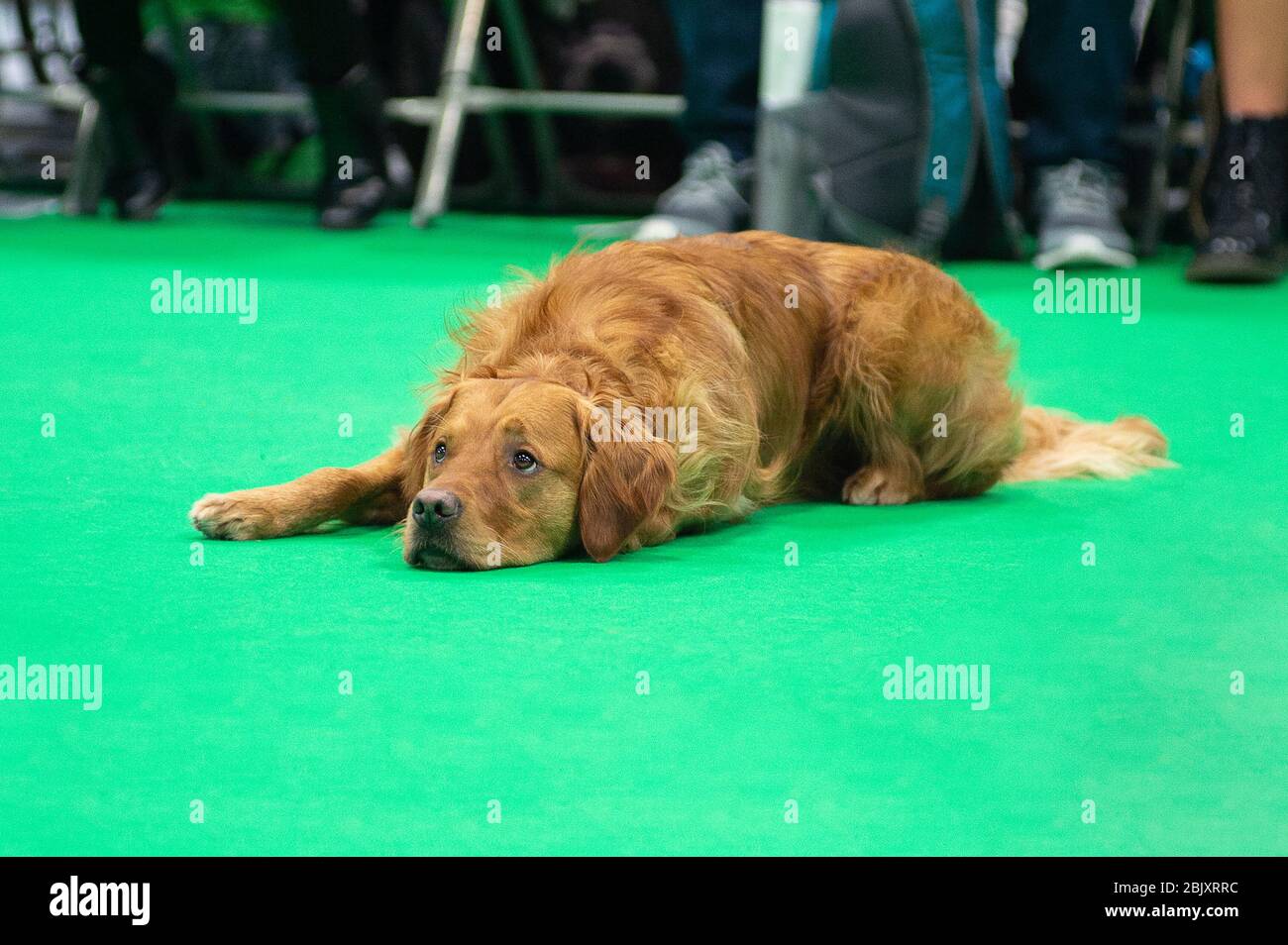 CRUFTS: Bramble der Golden Retriever und sein Handler demonstrieren Rally mit ihrem Team am 7. März 2020 Stockfoto