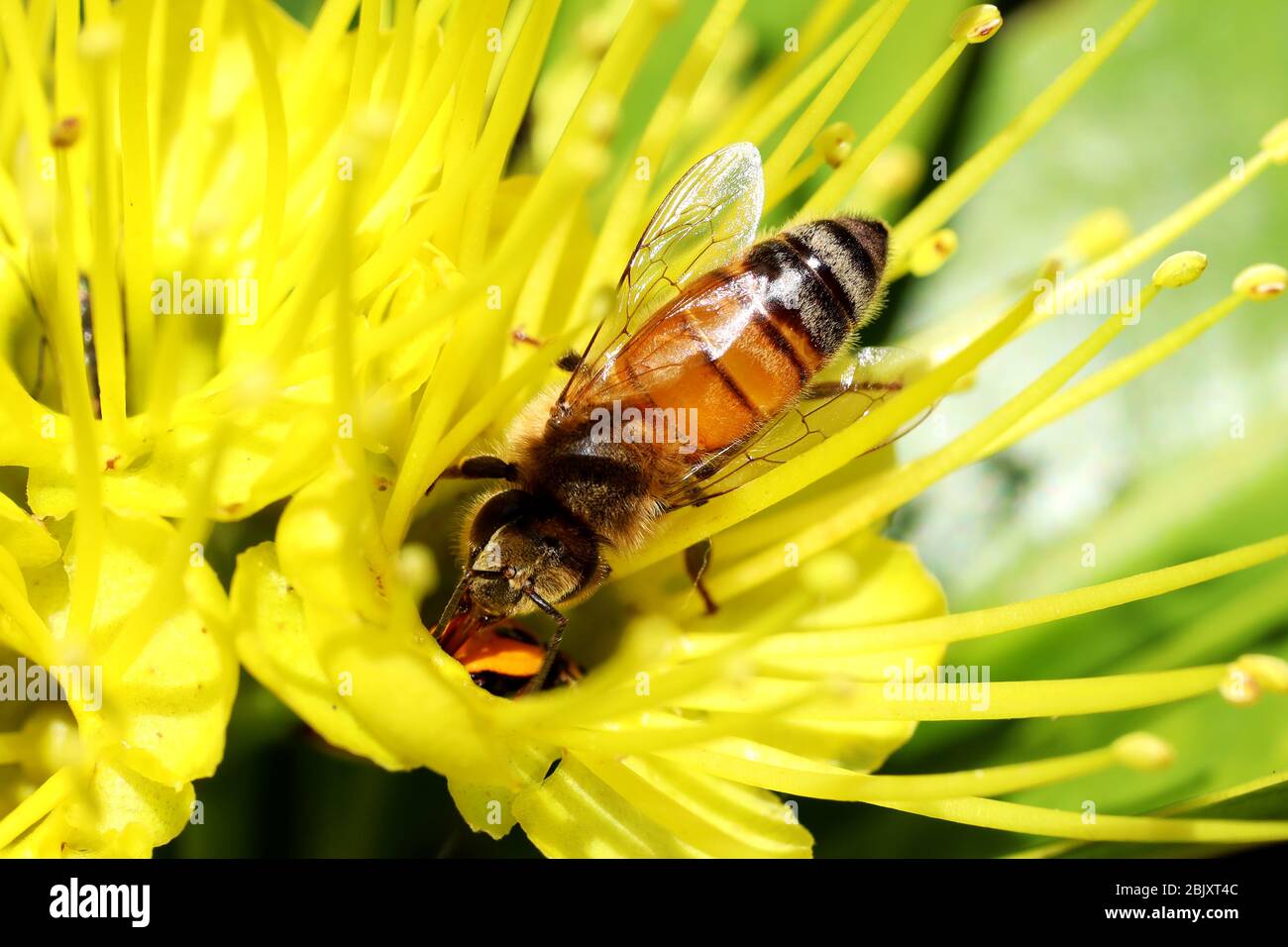 Natur im Makro: Wunderschöne Blumen, die von einheimischen Bienen an einem herrlichen hellen sonnigen Morgen bestäubt werden. Die Gärten sind lebendig mit Blüten und Bienen. Stockfoto