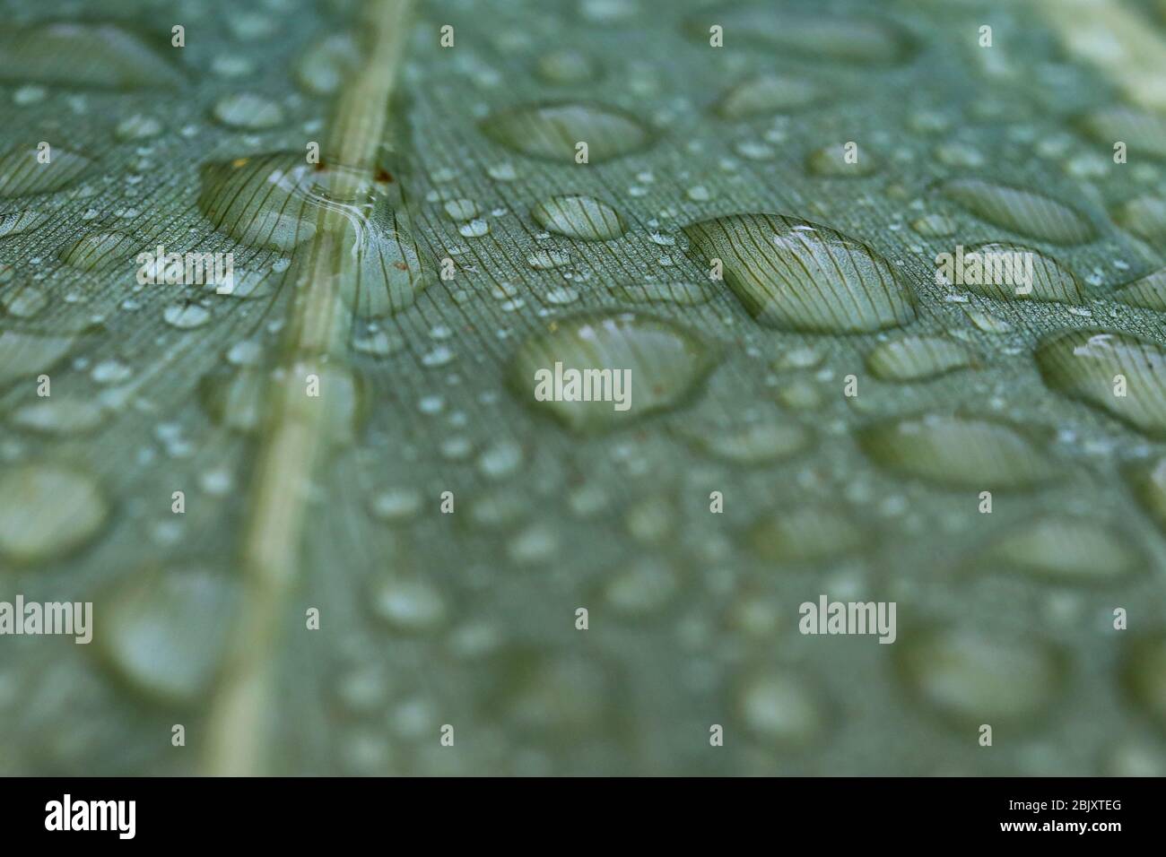 Natur im Makro: Morgentau auf einem Blatt mit dem Sonnenlicht schimmernden ruht, zeigt große Details und Texturen der Schönheit der Natur. Stockfoto
