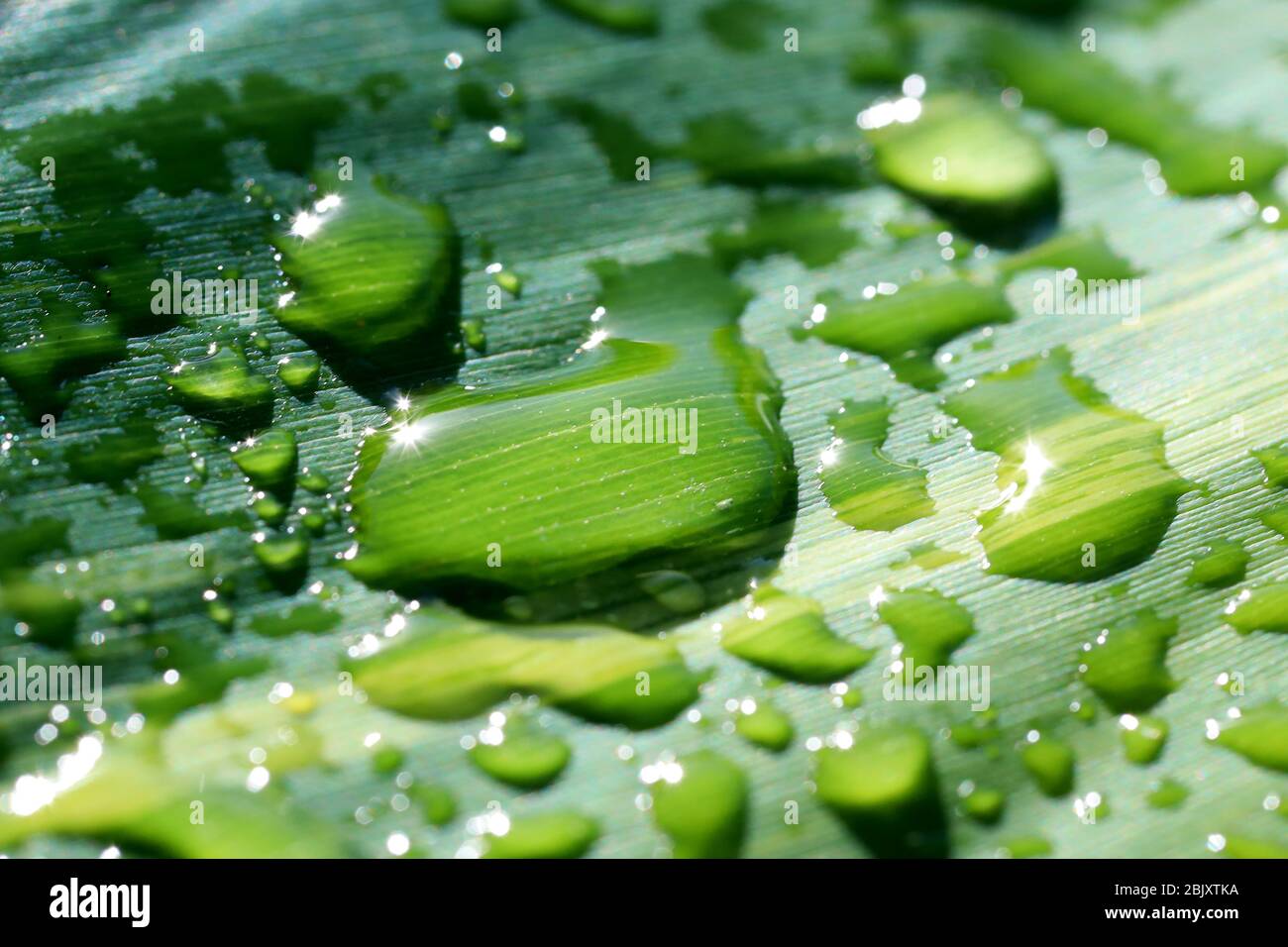 Natur im Makro: Morgentau auf einem Blatt mit dem Sonnenlicht schimmernden ruht, zeigt große Details und Texturen der Schönheit der Natur. Stockfoto