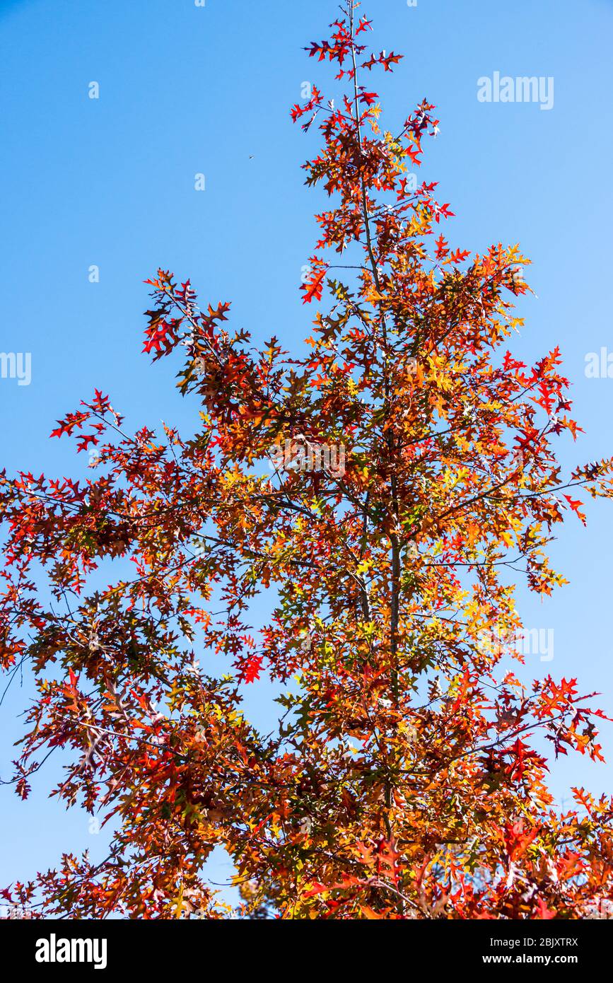 Golfplatz Butternut Creek – Herbstlaub Stockfoto