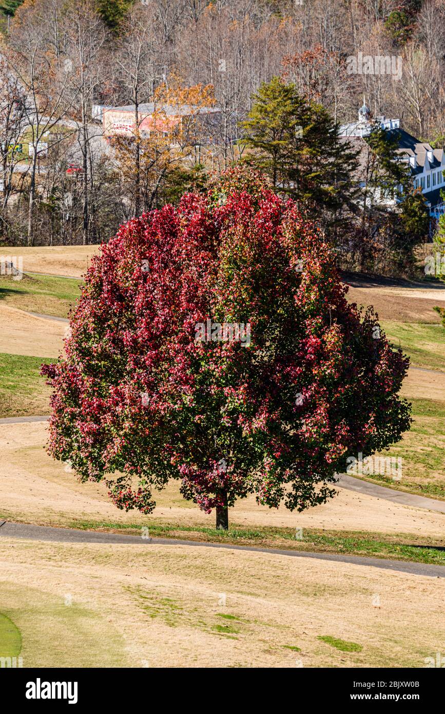 Butternut Creek Golfplatz - Baum mit gemischten Farben Stockfoto