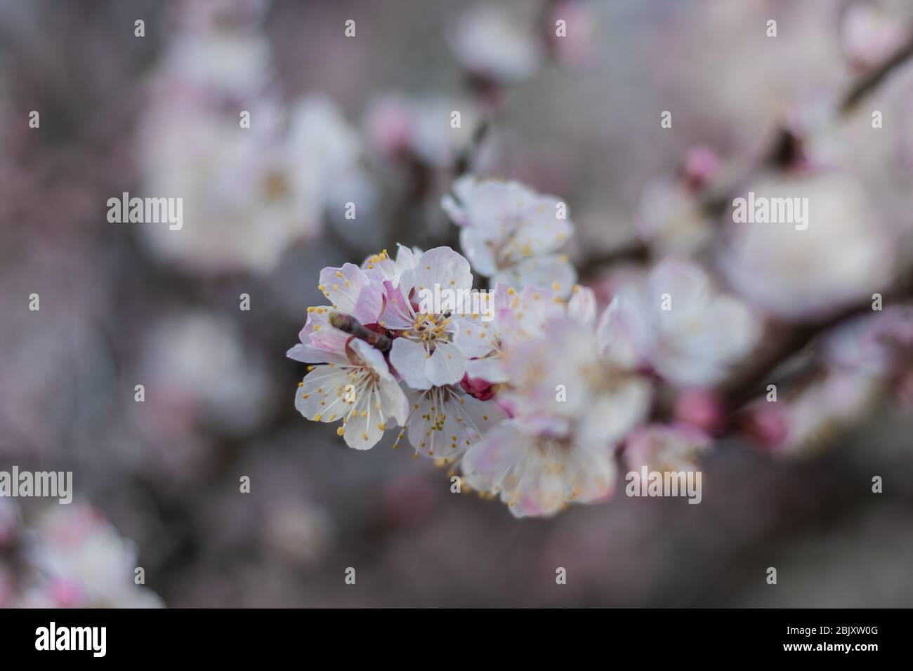 Frühling Saison weiß-rosa blühende Nahaufnahme. Aprikosenbaum Blumen weichen Fokus Stockfoto