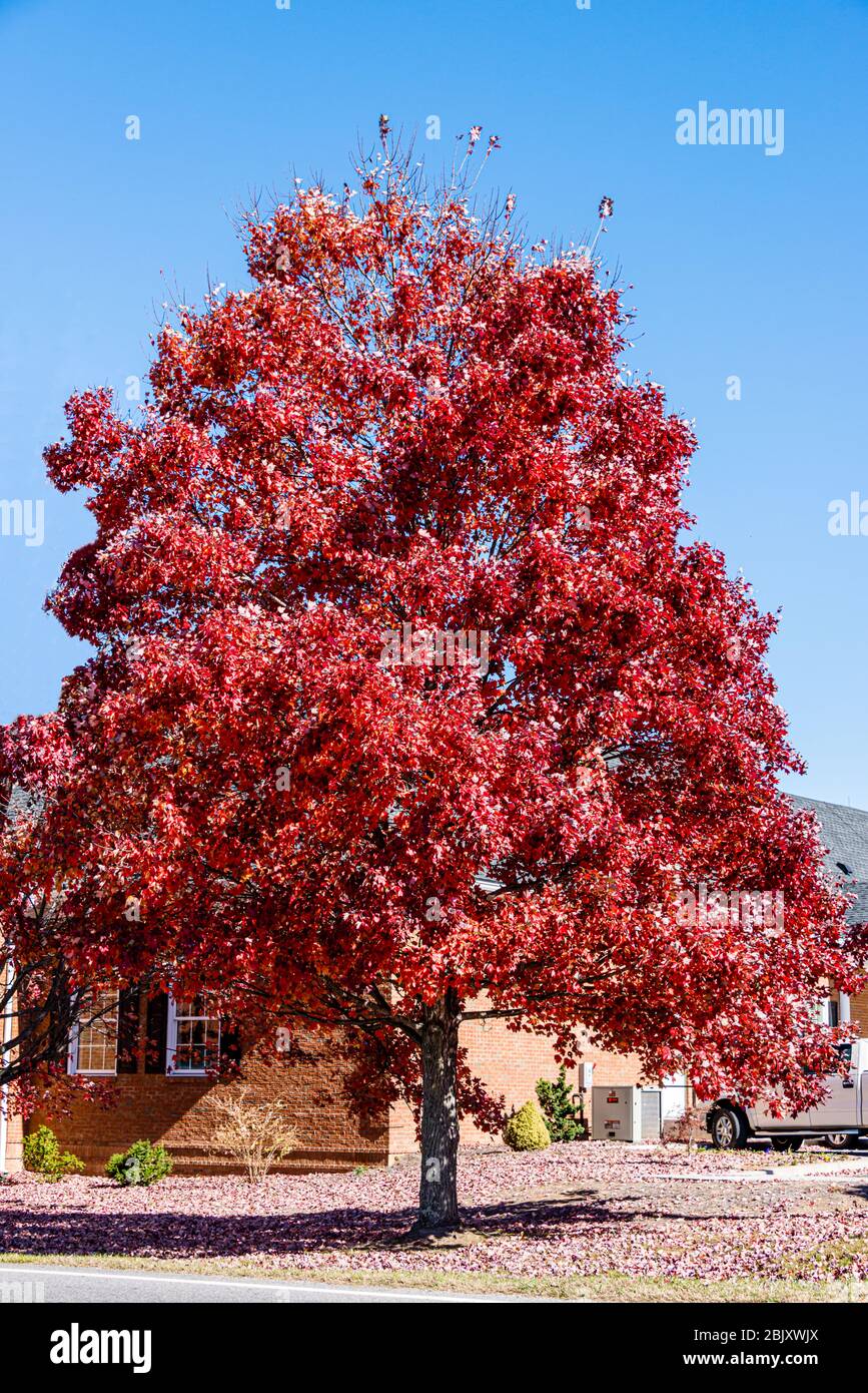 Butternut Creek Golfplatz - Spektakuläre Red Maple Blätter Stockfoto