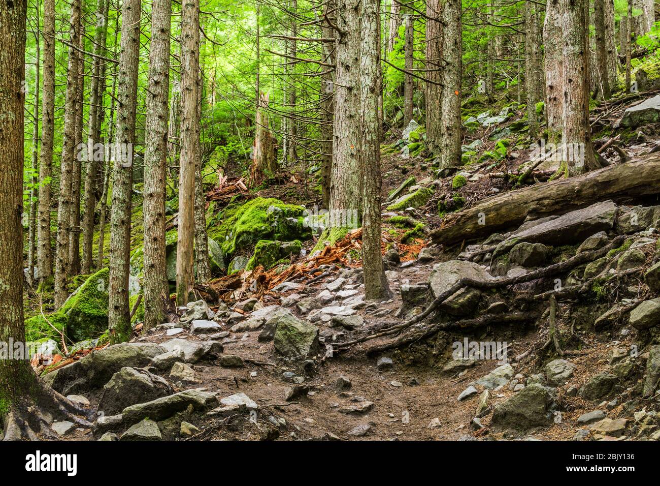 Schöner Wanderweg, der entlang eines Waldes in den Bergen von british columbia kanada verläuft. Stockfoto