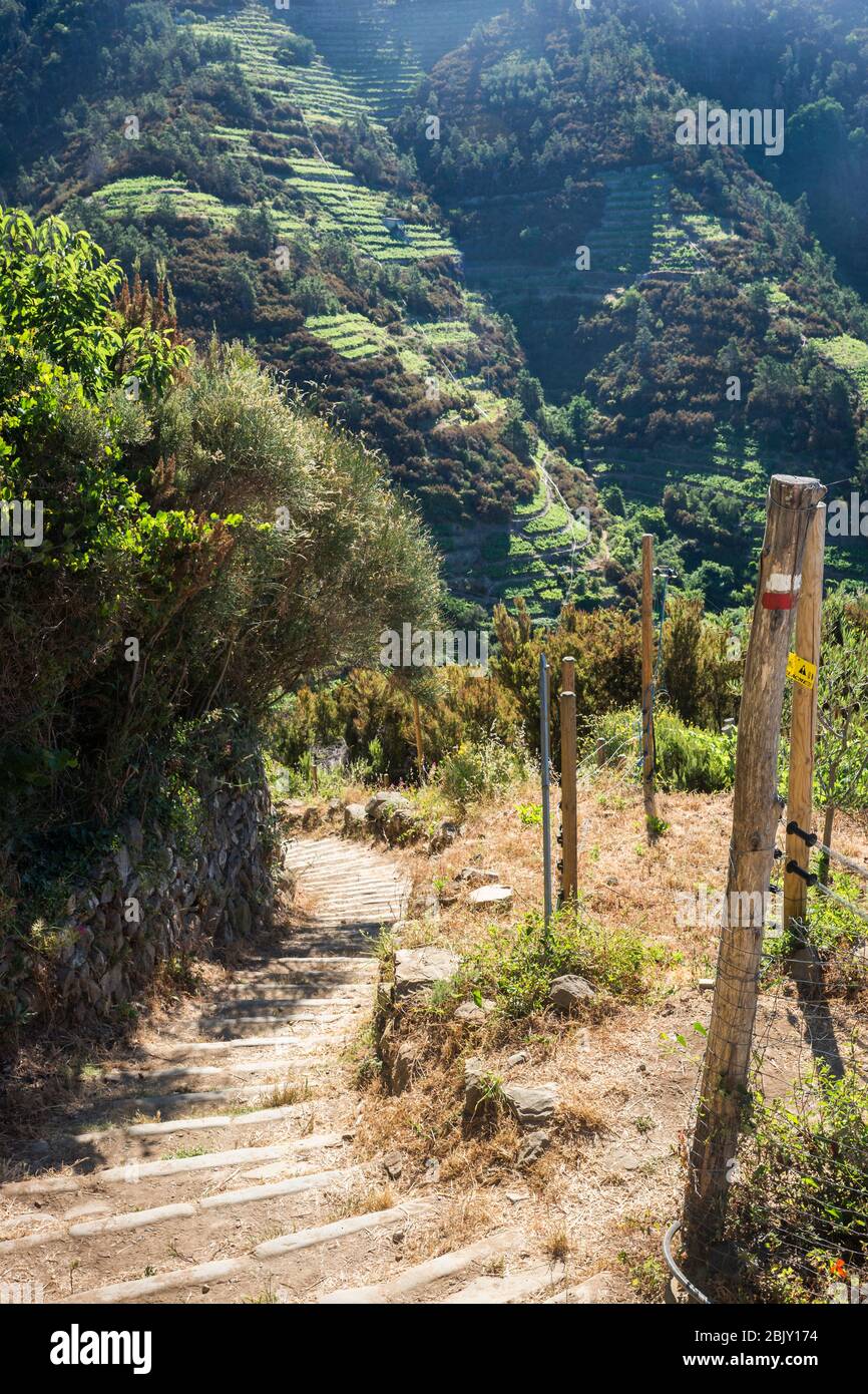 Steile Treppen führen die terrassenförmig angelegten Weinberge hinauf nach Volastra Dorf, Cinque Terre, italienische Flussufer, Ligurien, Italien, Europa Stockfoto