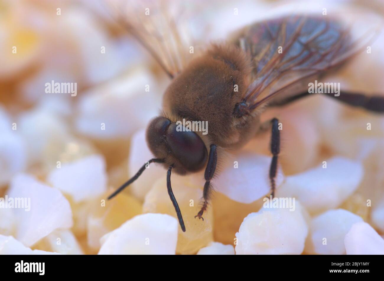 Bild einer toten Biene auf einer körnigen Oberfläche aus losen weißen Steinen, die als neutraler Hintergrund dienen Stockfoto