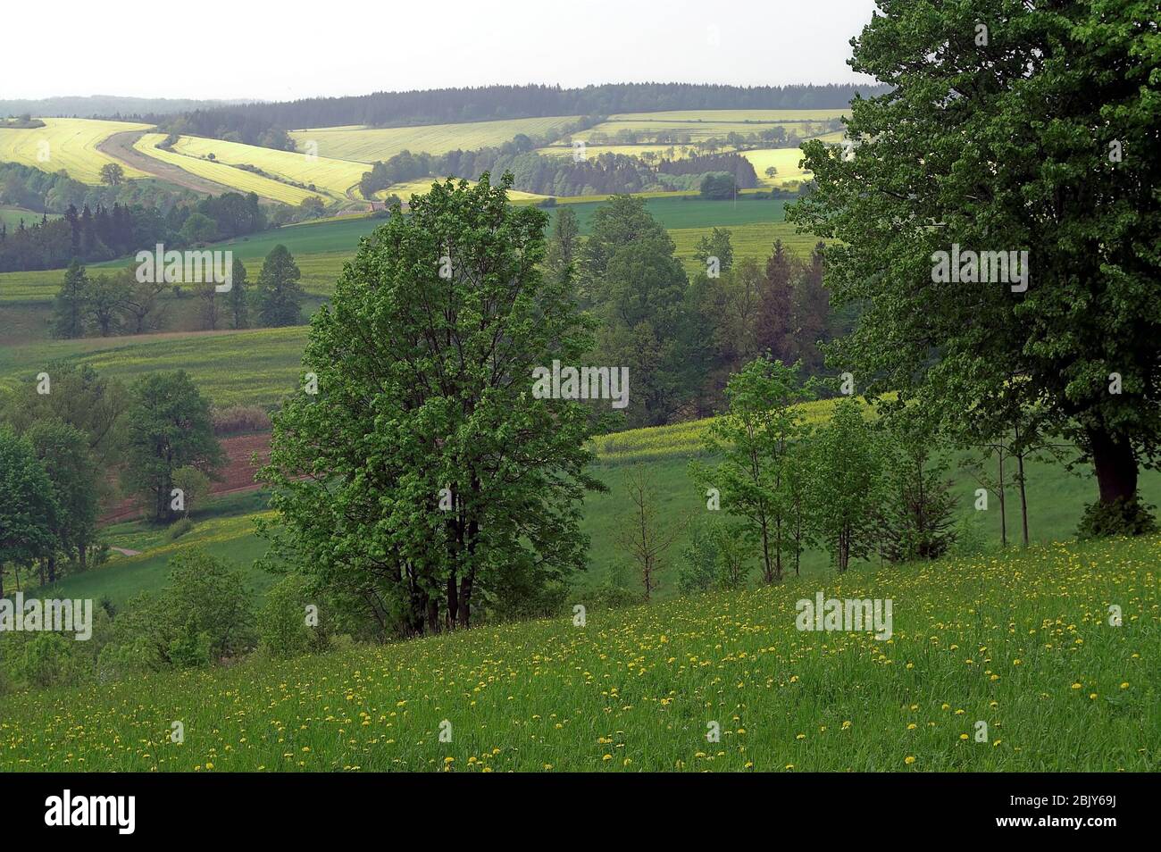 Wambierzyce, Niederschlesien. Grüne Frühlingslandschaft. Blühende Wiese. Albendorf, Niederschlesien. Grüne Frühlingslandschaft. Blühende Wiese. 春天風景，開花的草甸 Stockfoto