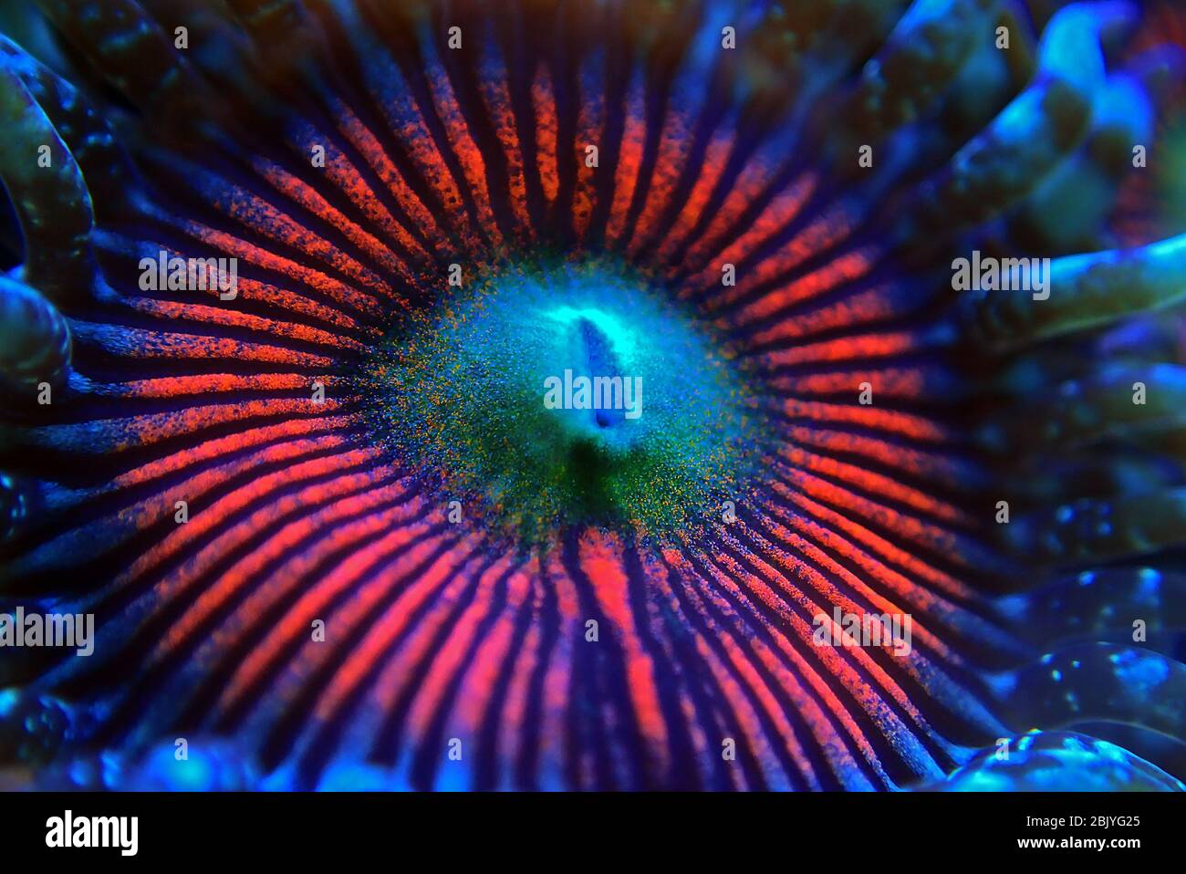 Zoanthus Polypen auf Makro-Unterwasserfotografie Szene Stockfoto