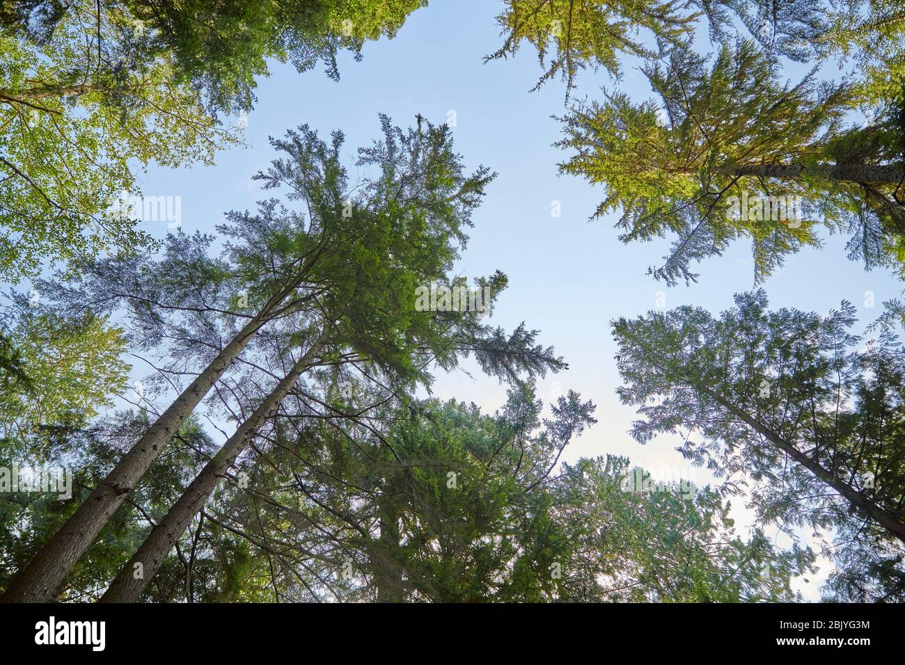 USA, Washington, San Juan County, Orcas Island, Niedrige Ansicht der Bäume Stockfoto