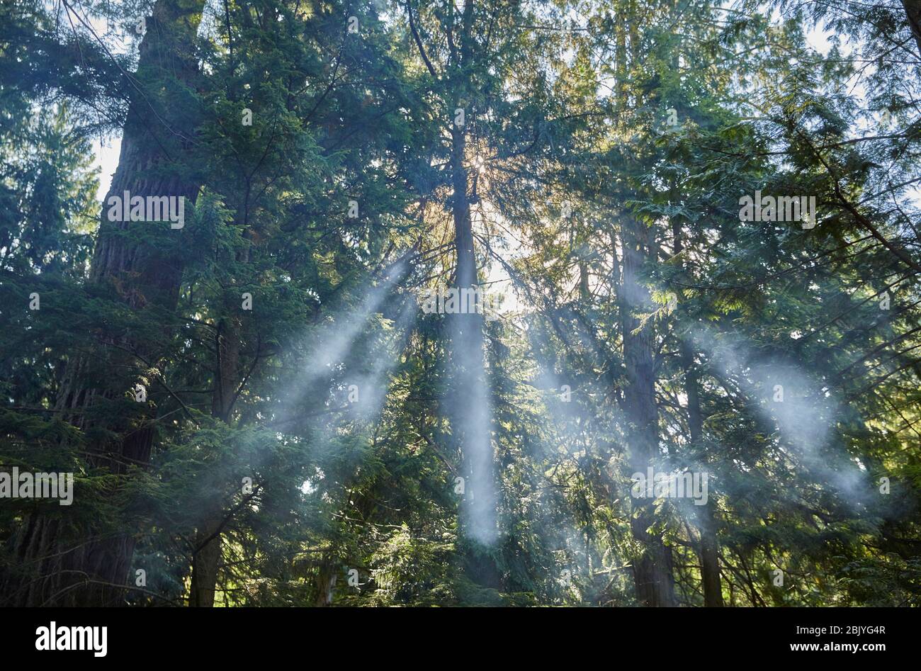 USA, Washington, San Juan County, Orcas Island, Sonnenstrahlen durch Bäume Stockfoto