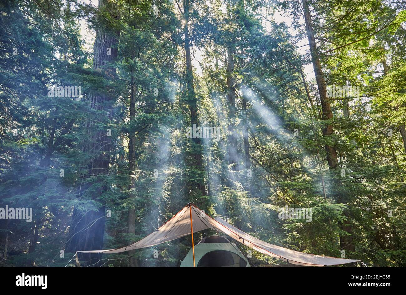 USA, Washington, San Juan County, Orcas Island, Sonnenstrahlen durch Bäume Stockfoto