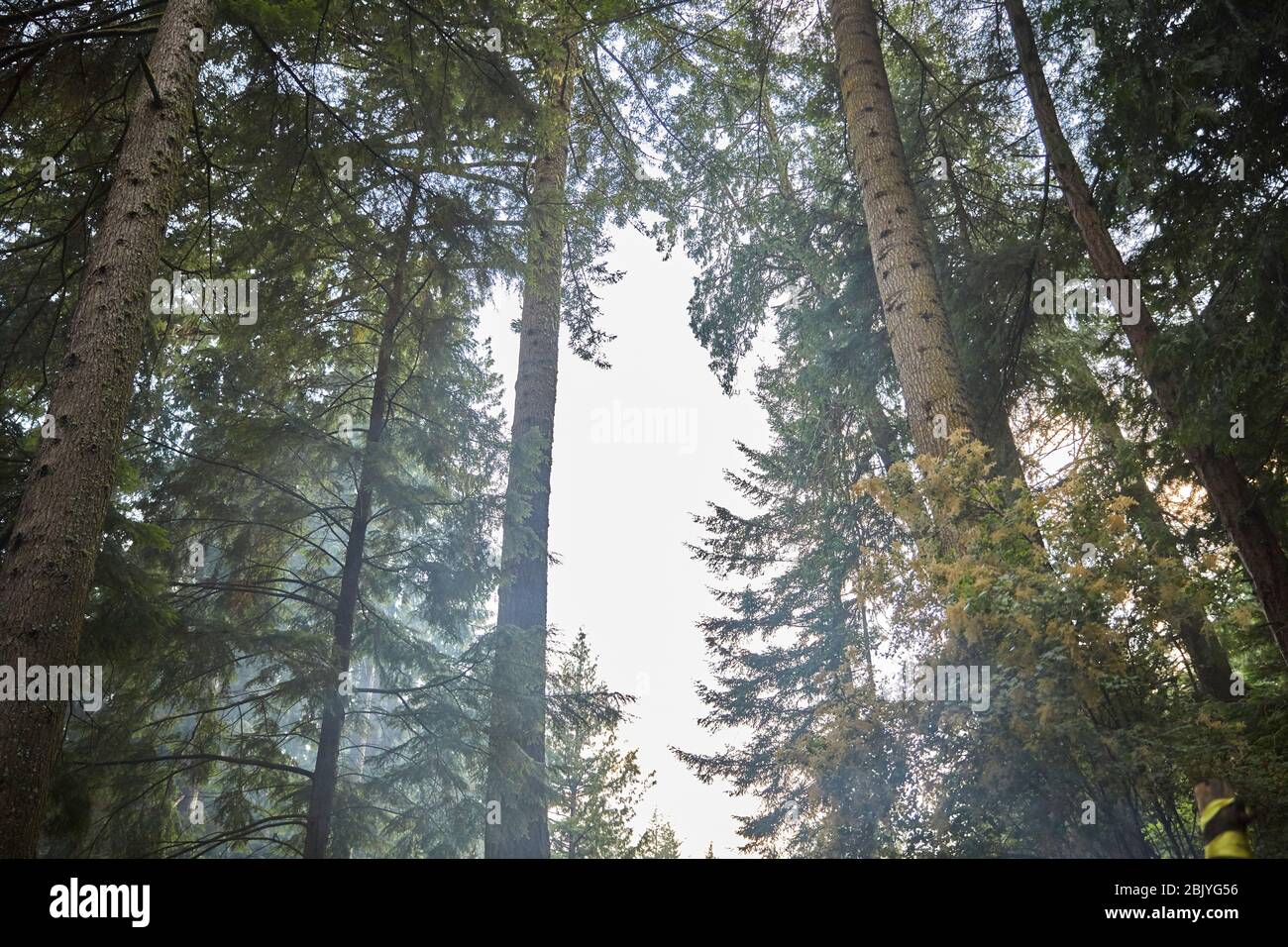 USA, Washington, San Juan County, Orcas Island, Niedrige Ansicht der Bäume Stockfoto
