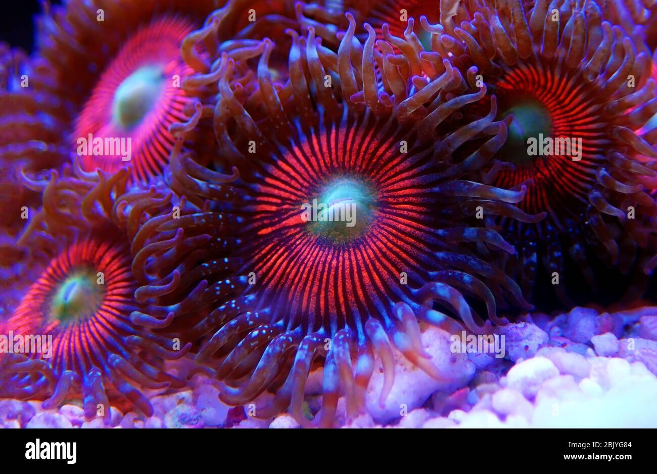Polypen isoliert Fotos und Bildmaterial in hoher Auflösung Alamy