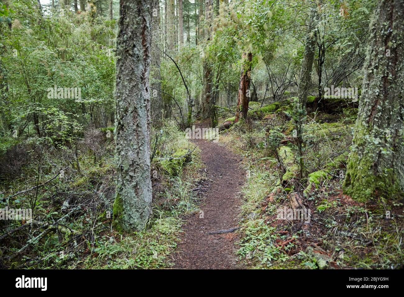 USA, Washington, San Juan County, Orcas Island, Pfad im Wald Stockfoto