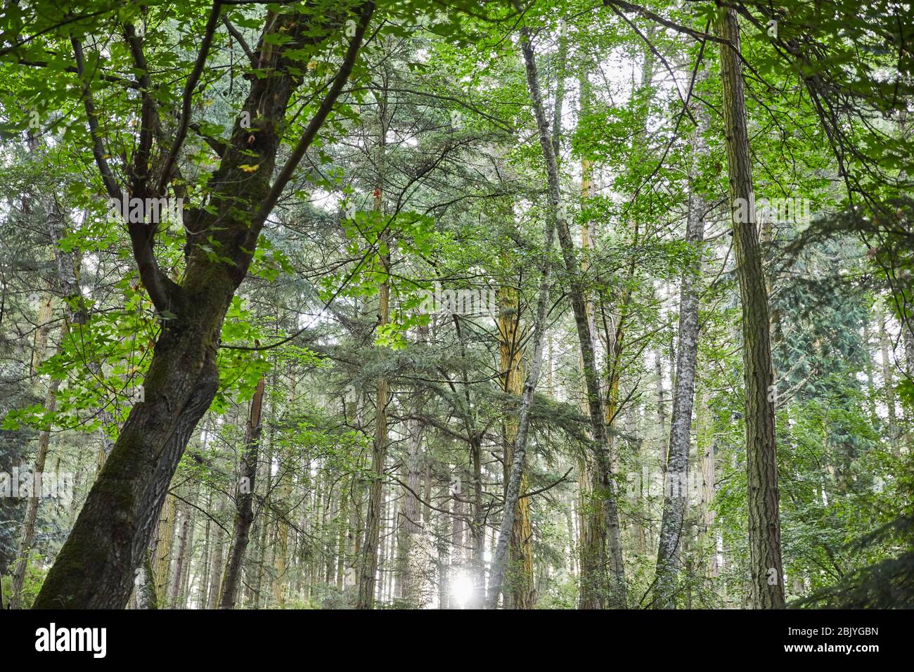 USA, Washington, San Juan County, Orcas Island, Niedrige Ansicht der Bäume Stockfoto