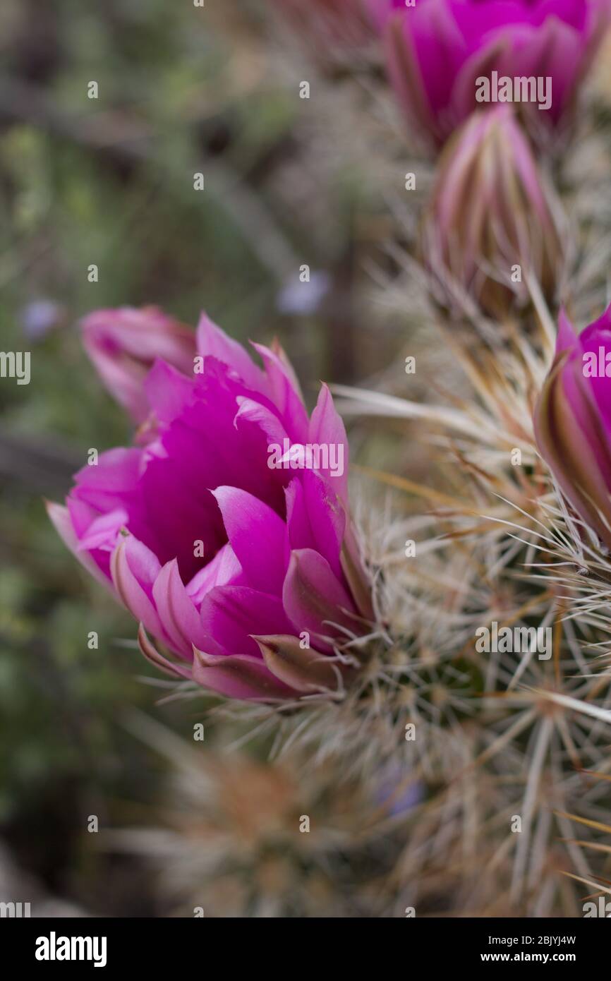 Igelkaktus, Echinocereus engelmannii, Kakteen, einheimische Pflanze, rosa-violette Blüte, Joshua Tree National Park, südliche Mojave-Wüste, Frühling. Stockfoto