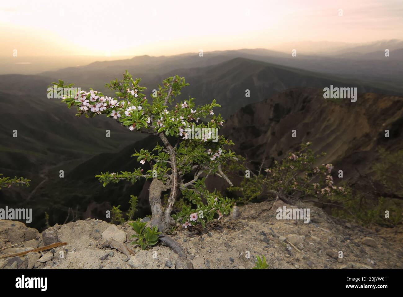 Ein Blütenbusch aus Wildkirsche in natürlichem Hintergrund. Stockfoto