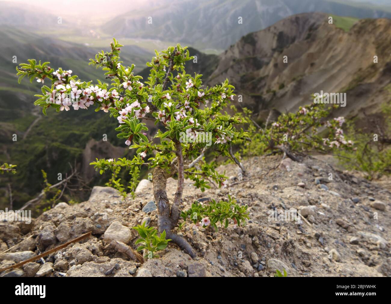 Ein Blütenbusch aus Wildkirsche in natürlichem Hintergrund. Stockfoto