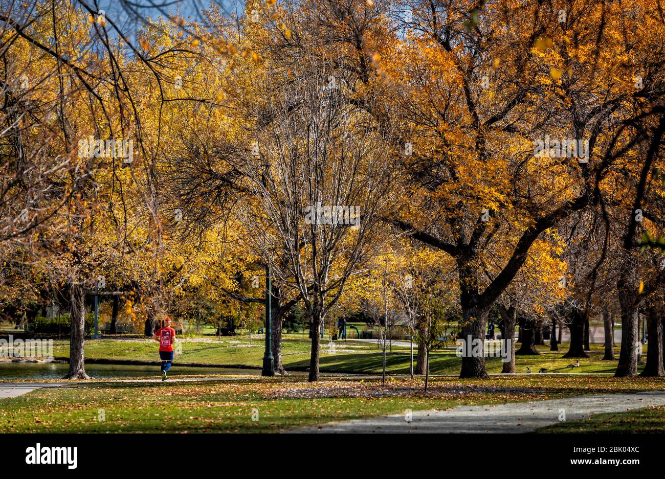 Ein Läufer joggt durch den Denver City Park unter Herbstfarben in Denver, Colorado, USA. Stockfoto