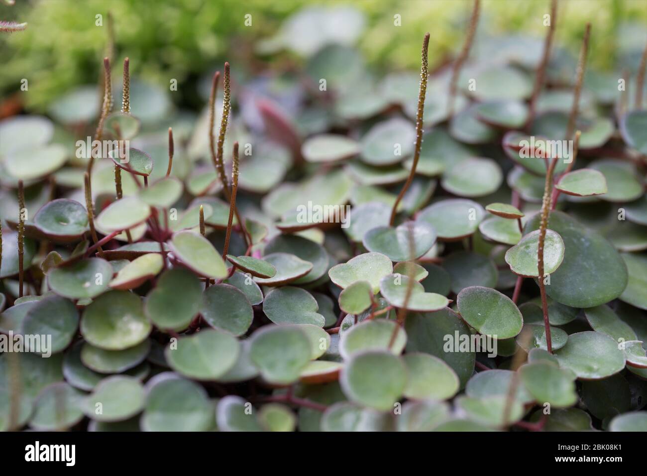 Peperomia Ruby Cascade Stockfotografie Alamy