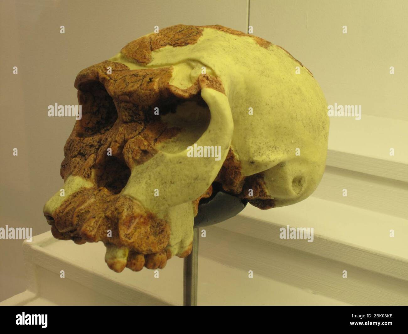 Homo habilis Stockfoto