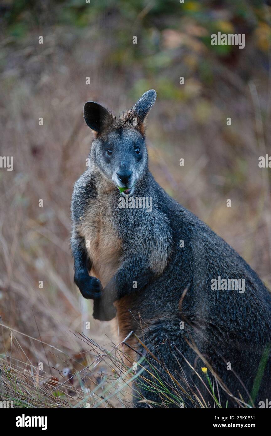 Ein Wallaby. Ein kleiner oder mittelgroßer Makropoden, der in Australien beheimatet ist. The Otways, Victoria, Australien. Stockfoto
