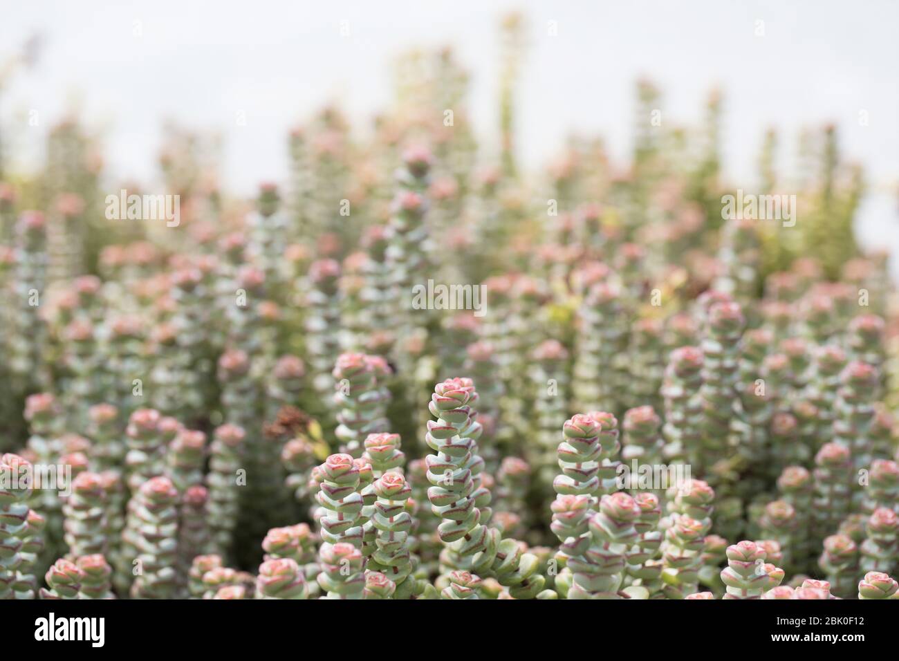 Crassula marnierana - Jade Halskette Pflanze. Stockfoto