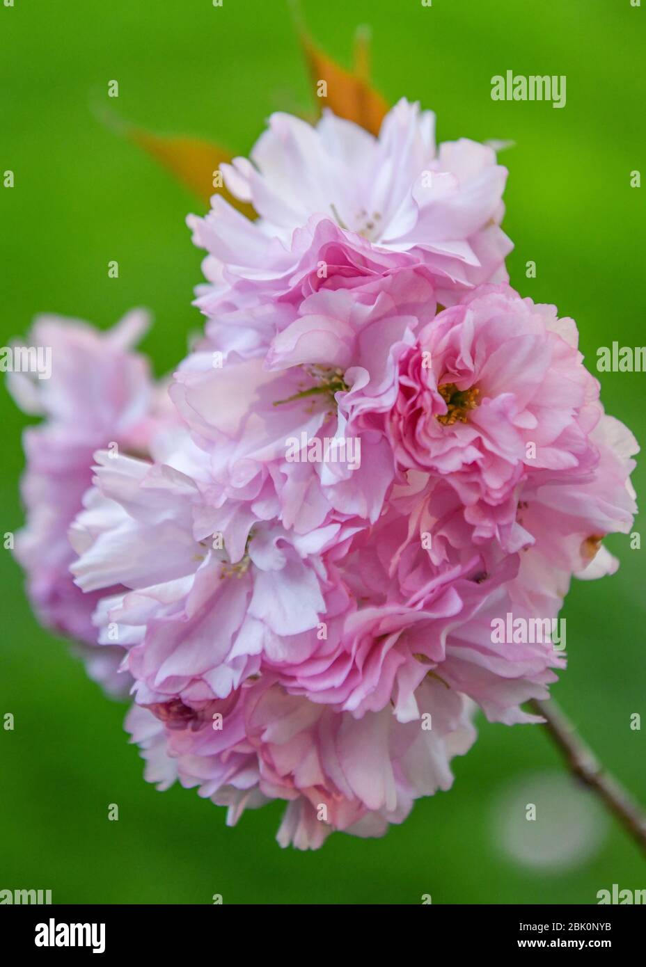 Kirschbaumblüten - Prunus serrulata Blume - Doppelkirschenbaum Blüte - Kwanzan Baum - Japanischer Kirschbaum aka. Orientalische Kirschbäume Stockfoto