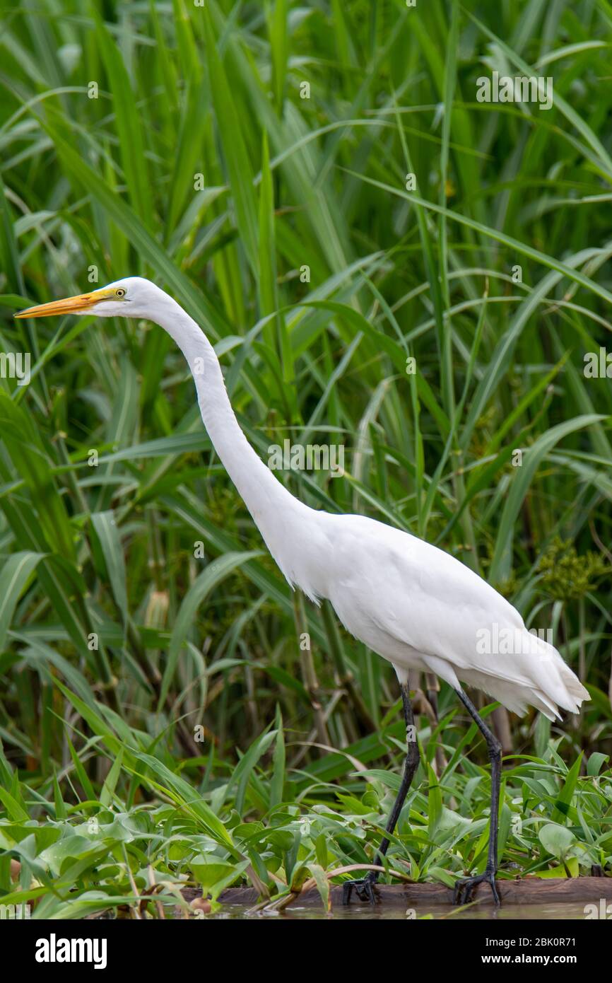 Der Weißreiher sucht am Ufer des peruanischen Amazonas nach Nahrung Stockfoto