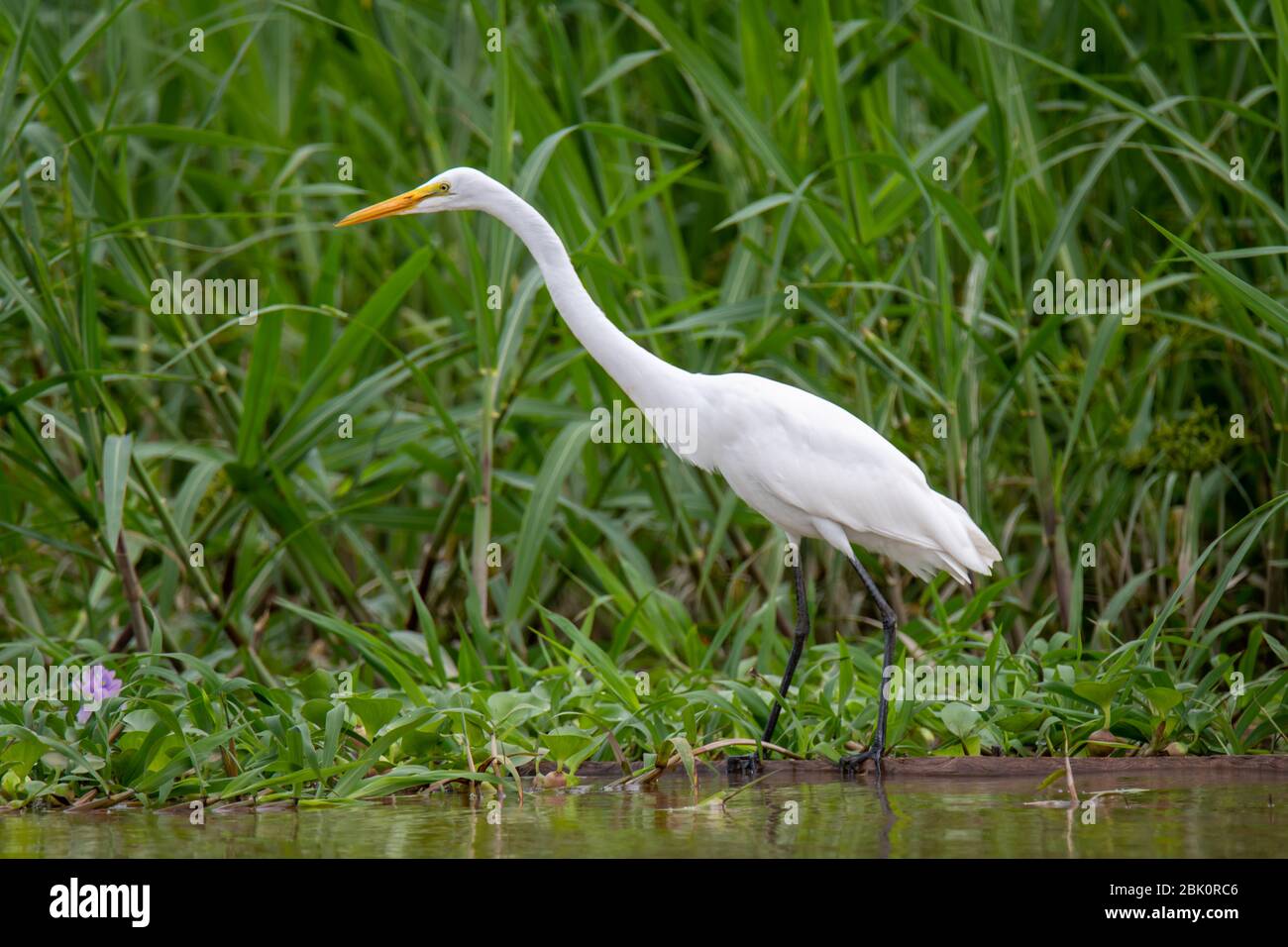 Der Weißreiher sucht am Ufer des peruanischen Amazonas nach Nahrung Stockfoto