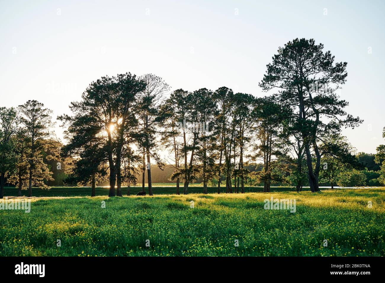 Grüne Wiese oder Weide oder Feld bei Sonnenuntergang oder Sonnenaufgang mit hellen Sonnenstrahlen hinter hohen Bäumen in Alabama, USA. Stockfoto