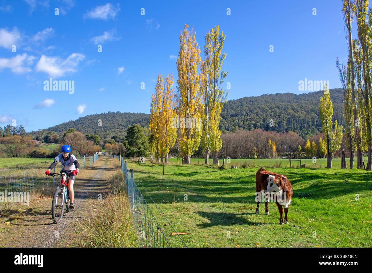 Radfahren auf Tasmaniens North East Rail Trail Stockfoto