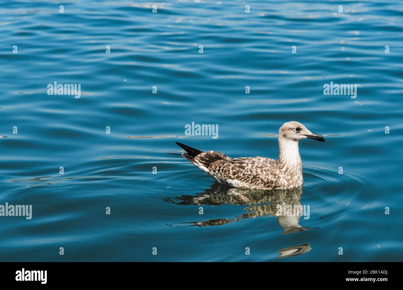 Eine Ente im blauen Meerwasser schwimmen. Stockfoto