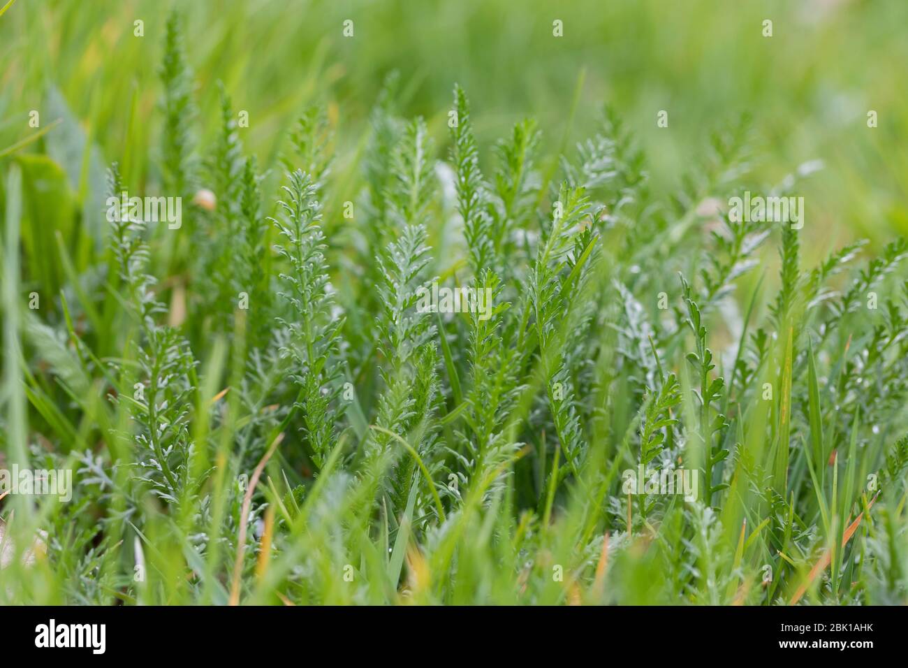 Schafgarbe, gewerbliche Schafgarbe, Wiesen-Schafgarbe, Schafgabe, Achillea millefolium, Schafgarbe, Gemeine Schafgarbe, Achillée millefeuille, la Millefeuille, Stockfoto