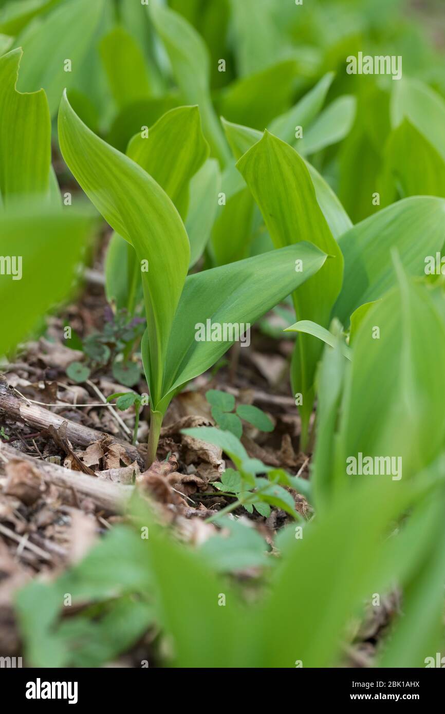 Gewöhnliches Maiglöckchen, Maiglöckchen, frische Blätter vor der Blüten, Mai-Glöckchen, Convallaria majalis, Life-of-the-Valley, Maiglöckchen, Ma Stockfoto