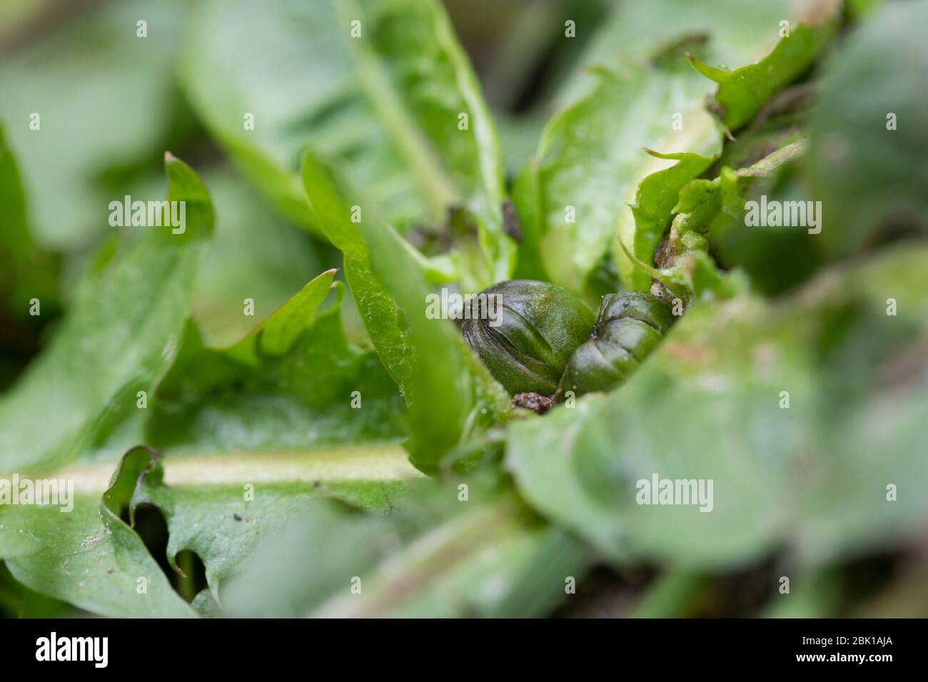 Löwenzahn, Blattrosette mit Blütenknospe, Knospe in der Mitte, Wiesen-Löwenzahn, Wiesenlöwenzahn, Gemeiner Löwenzahn, gewöhnlicher Löwenzahn, Kuhblume Stockfoto