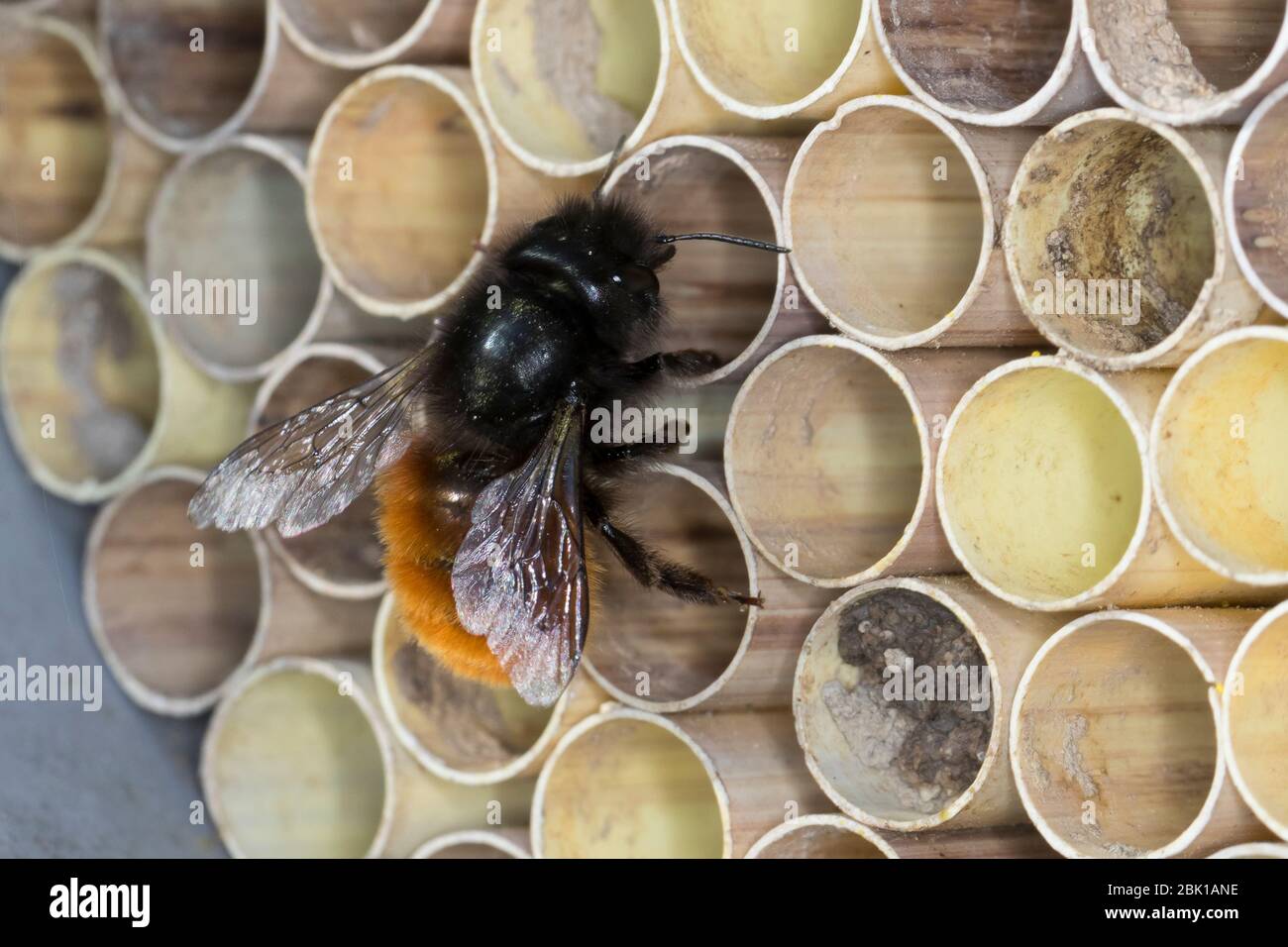 Gehörnte Mauerbiene, Weibchen am Nest, Neströhre, Niströhren, Niströhrchen, Wildbienen-Nisthilfe, Wildbienennisthilfe, Osmia cornuta, European Orchard Stockfoto