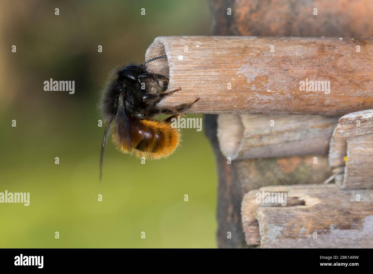 Gehörnte Mauerbiene, Weibchen am Nest, Neströhre, Niströhren, Niströhrchen, Wildbienen-Nisthilfe, Wildbienennisthilfe, Osmia cornuta, European Orchard Stockfoto