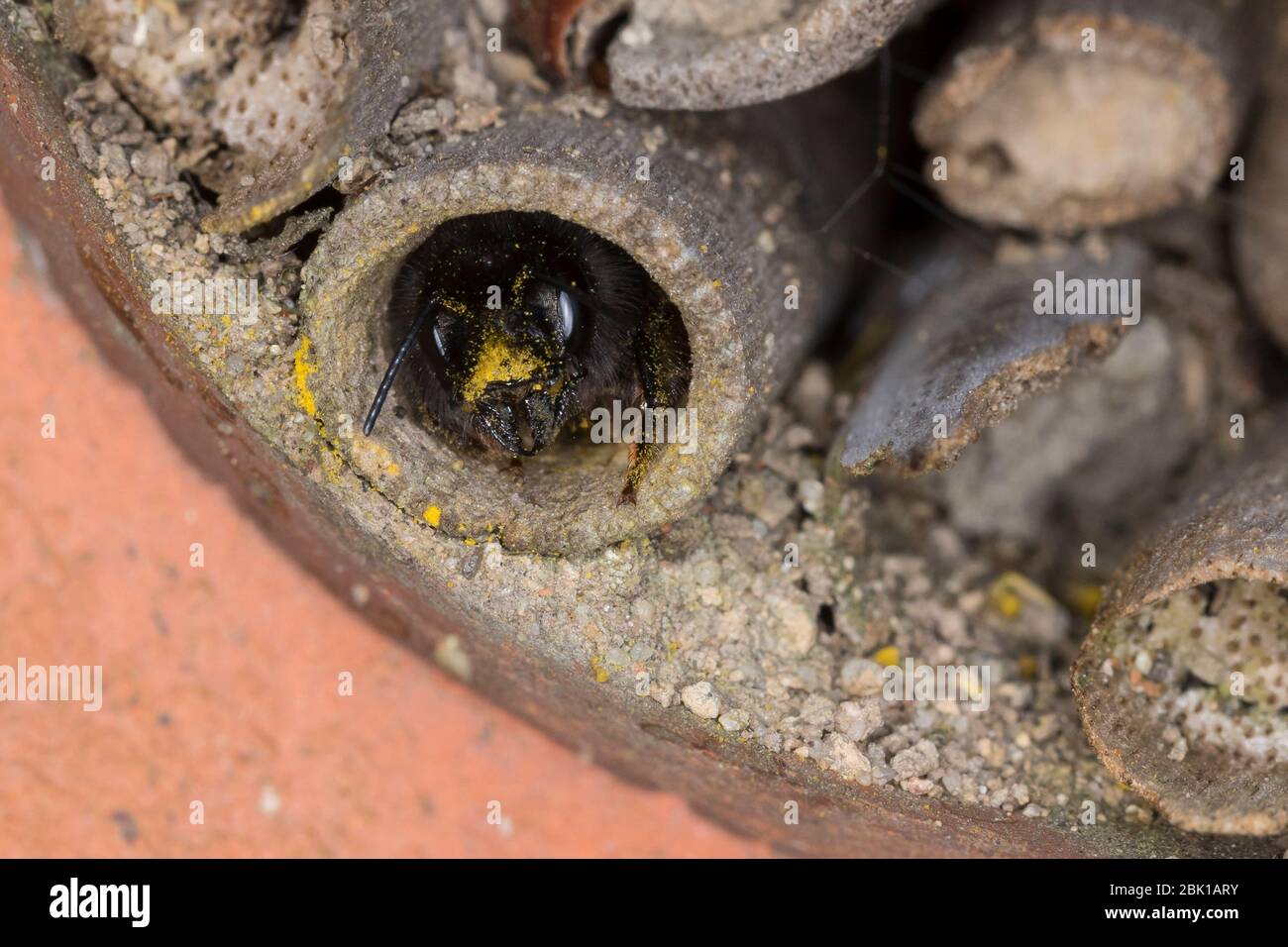 Gehörnte Mauerbiene, Weibchen am Nest, Neströhre, Niströhren, Niströhrchen, Wildbienen-Nisthilfe, Wildbienennisthilfe, Osmia cornuta, European Orchard Stockfoto